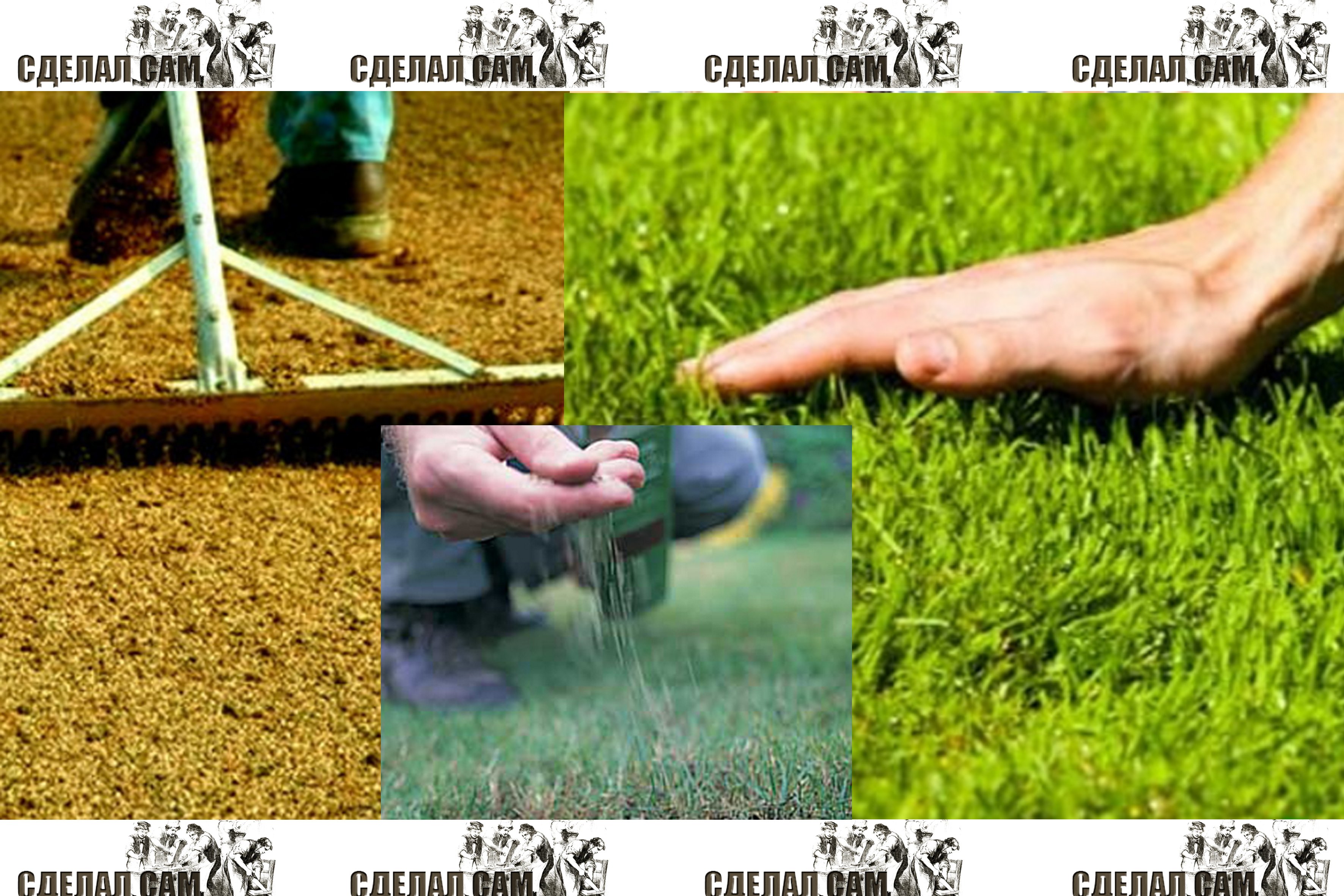 Как правильно сделать газон на дачном и садовом участке