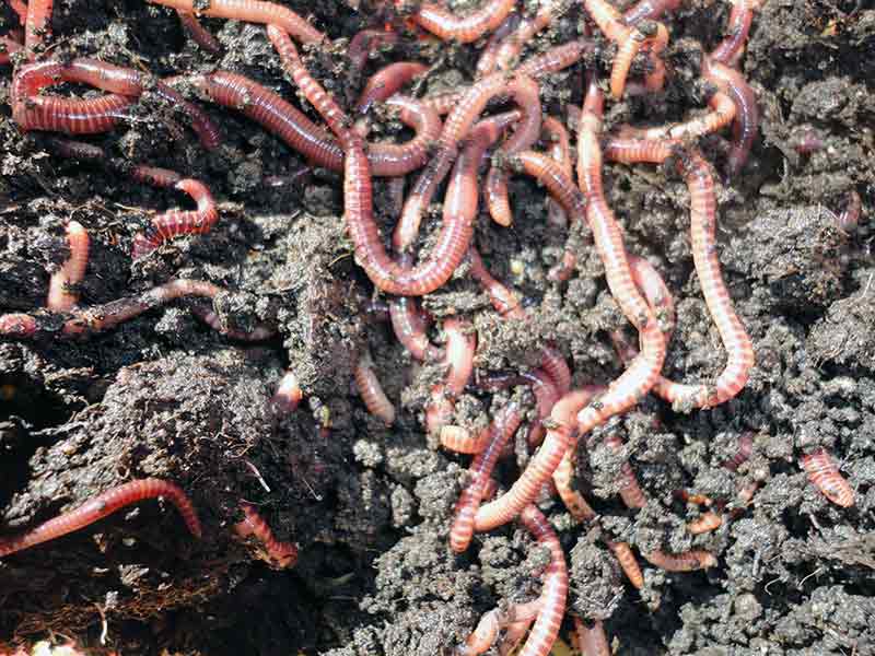 Разведение червей на участке для производства биогумуса Устройство вермикомпостера и уход за червячной фермой Выращивание червя как бизнес идея