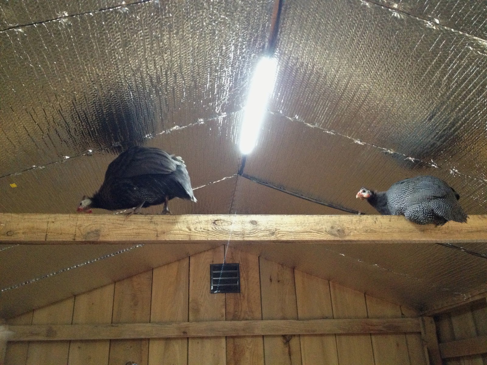 Как утеплить курятник: на зиму своими руками, изоляция пола крыши и потолка