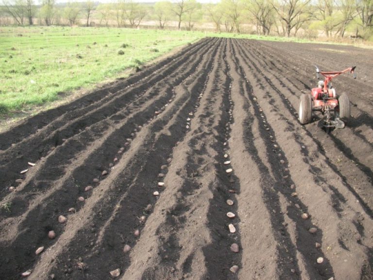 Посадка картофеля мотоблоком — обзор двух методов! — как мотоблоком сажать картофель — про огород