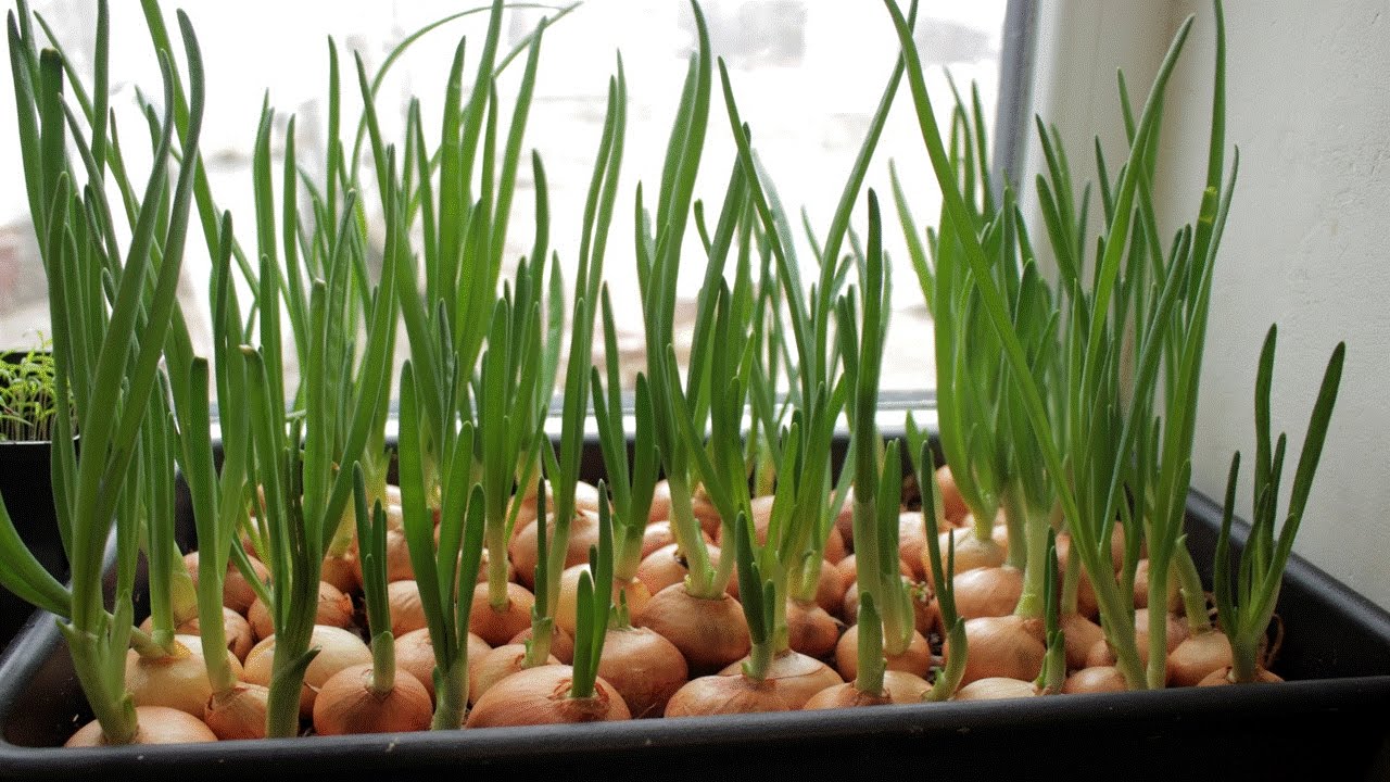 Как посадить и вырастить лук на зелень на подоконнике  дома: в воде, в земле, в опилках