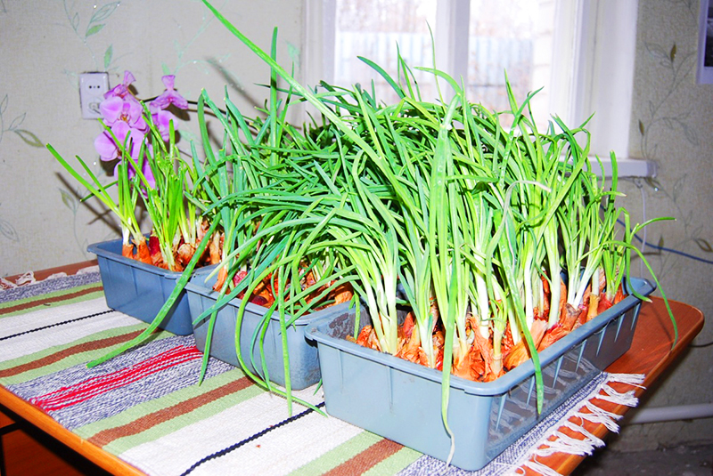 Как вырастить зеленый лук на подоконнике в домашних условиях