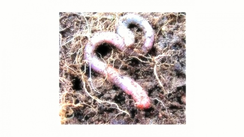 Дождевые черви — зачем нужны и как их развести для производства удобрения? фото — ботаничка.ru