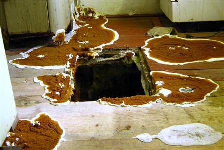 Грибок в подполье деревянного дома. как избавиться: арсенал средств