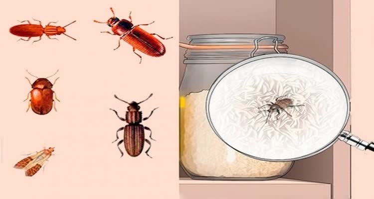 Избавления от жуков в доме: как избавиться? жуки кожееды, тараканы, моль +видео