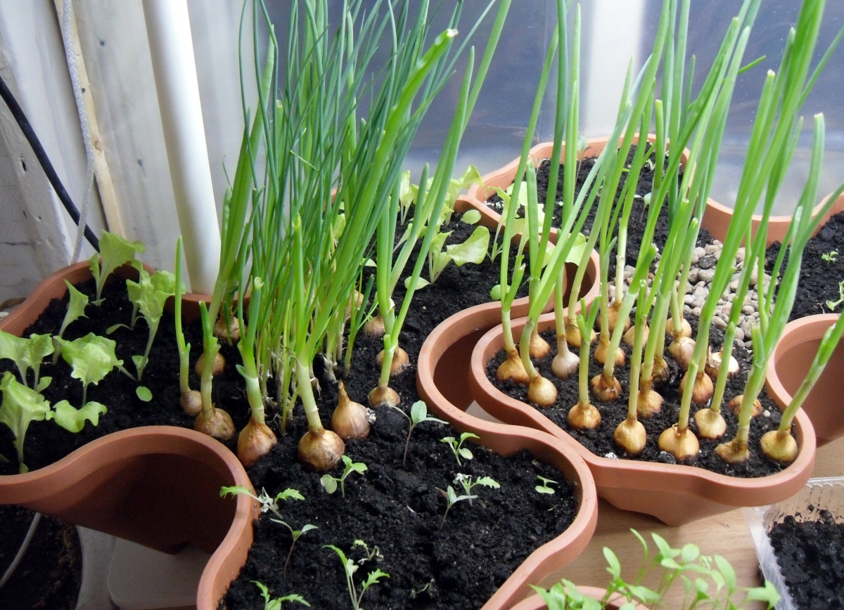 Как вырастить лук на подоконнике? как посадить лук на зелень?
