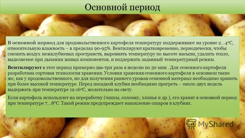 Как правильно хранить картофель зимой в подвале и в квартире