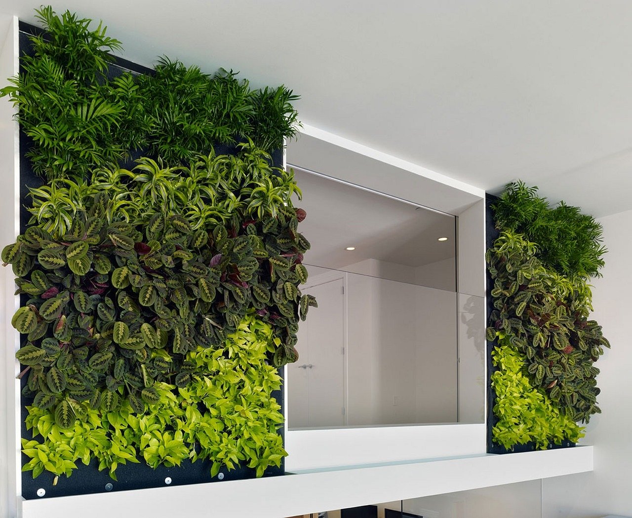 Вьющиеся растения для озеленения стен дома и украшения фасада