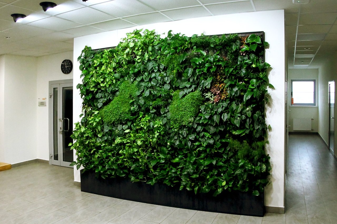 Растения для озеленения стен дома: какие выбрать, как закрепить и оформить, полив и уход