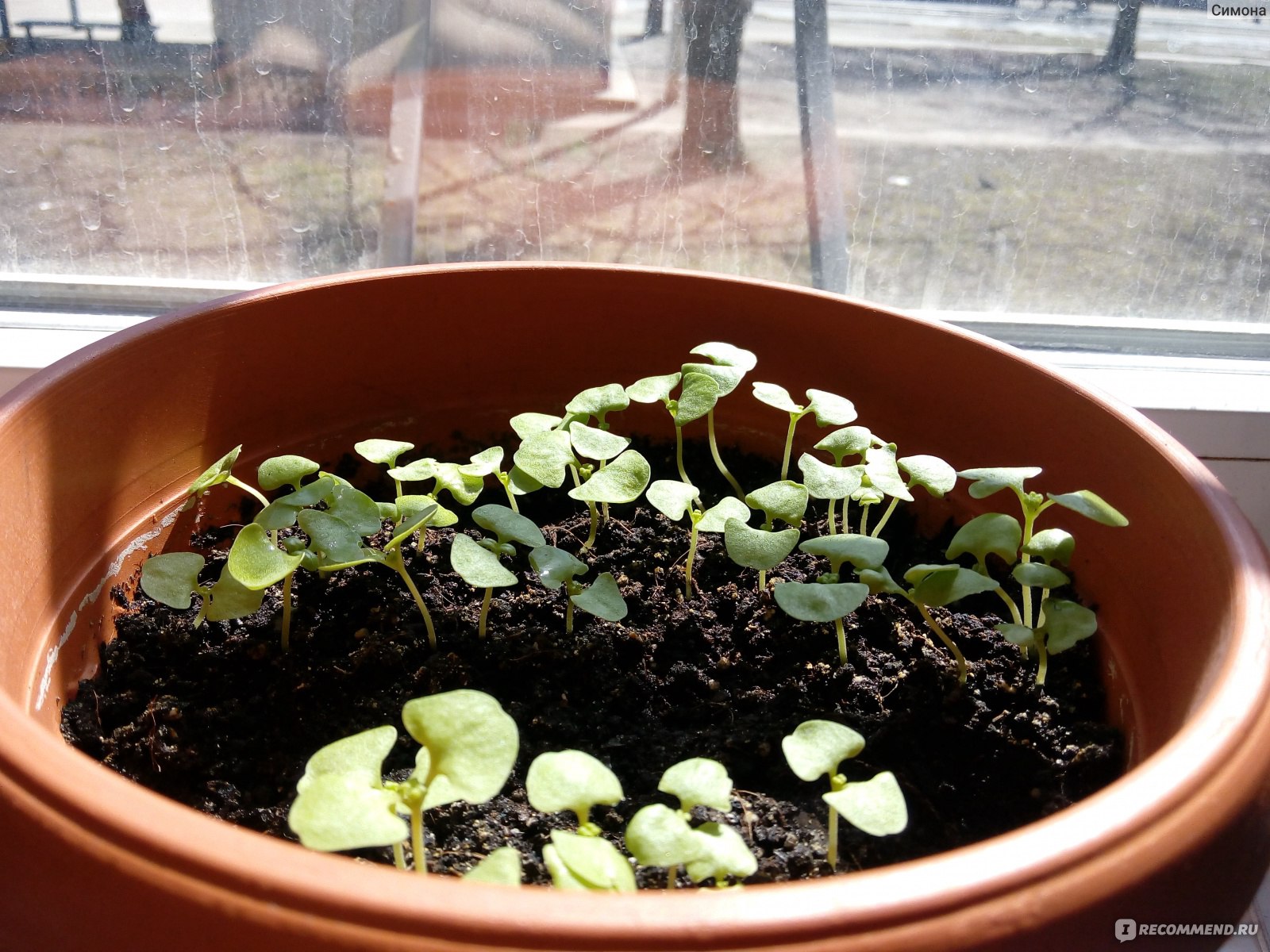 Как вырастить базилик дома на подоконнике и на рассаду из семян