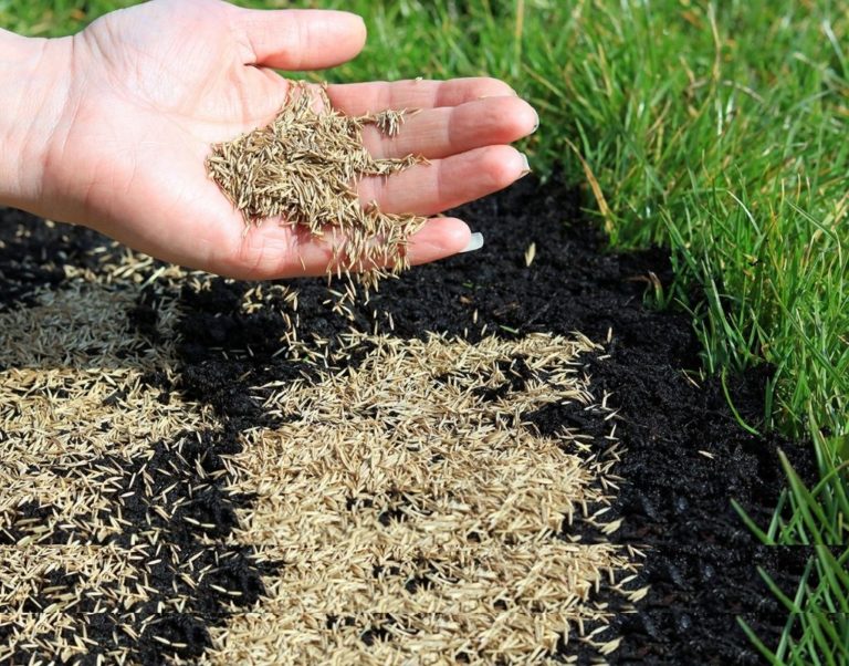 Как сеять газонную траву своими руками: правила посадки газона на даче