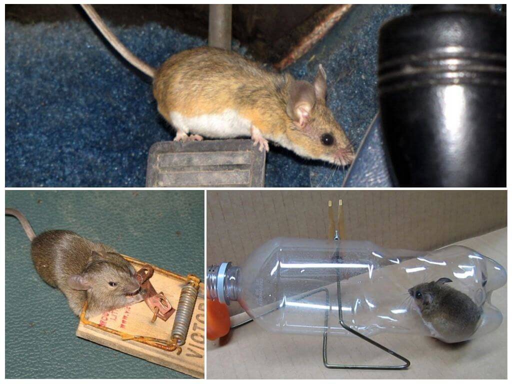 Избавляемся от мышей в квартире