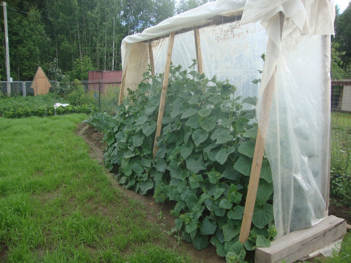 Огурцы без подвязки в открытом грунте / шпалеры для растений в огороде