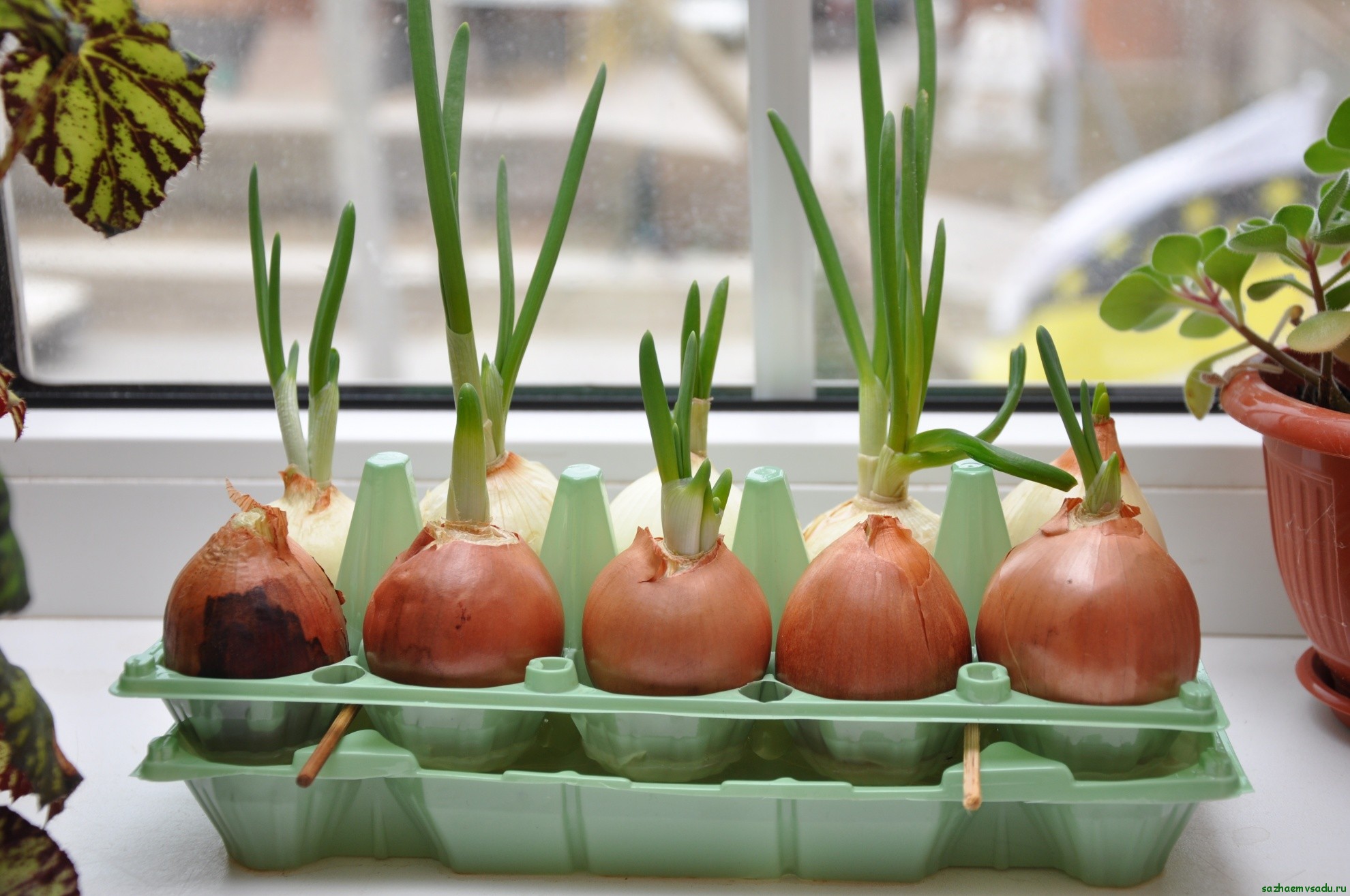 Как вырастить в воде на подоконнике лук зеленый: как правильно посадить зимой в стакан или банку на зелень в условиях дома, куда поставить для быстрого выращивания?