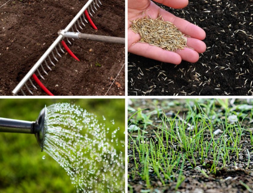 Как сделать газон на заросшем участке: как убрать сорняки с заросшего участка, как посеять газон, газон на целине своими руками