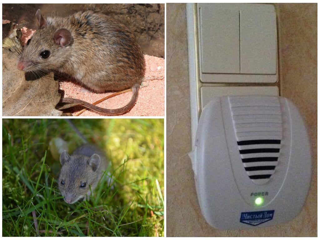 Как навсегда избавиться от мышей в частном доме: обзор эффективных способов