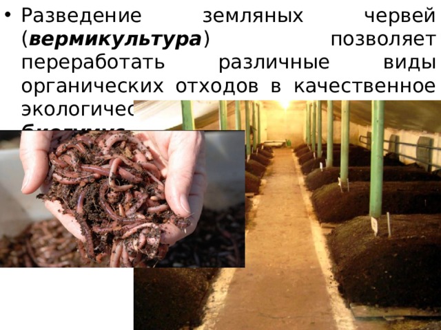 Как разводить дождевых червей на садовом участке - почвы и удобрения - смолдача - портал дачников, садоводов и любителей загородной жизни