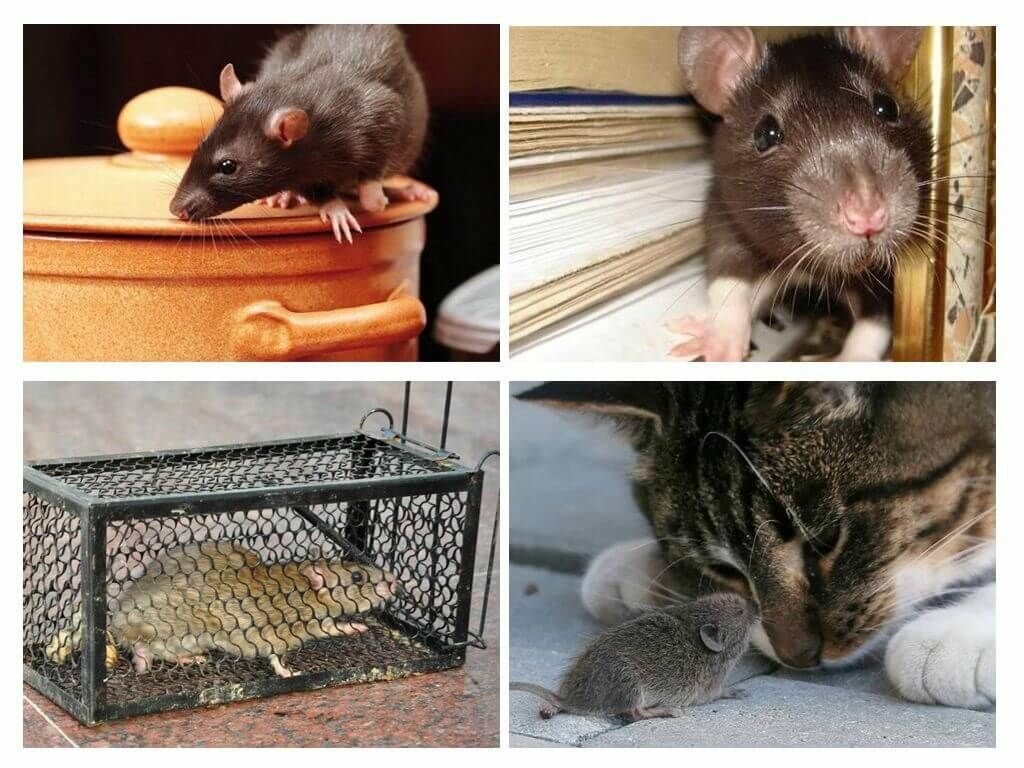 Как навсегда избавиться от мышей и вытравить их из дома